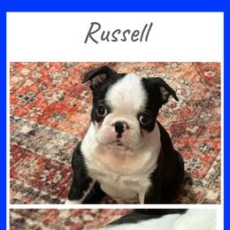 Russell - Seal and white male Boston Terrier puppy in Jacksonville, Florida from Trail’s End Boston Terriers