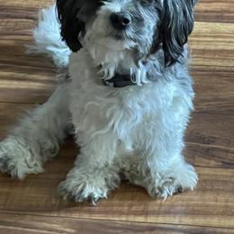 Shorkie All Grown Up from Roover's Oklahoma Shorkies