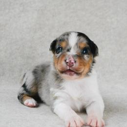 Roper - Blue merle male Australian Shepherd puppy in Aberdeen, North Carolina from Huckleberry Hill Aussies LLC.