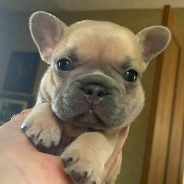 French Bulldogs from Bucktown Bullies