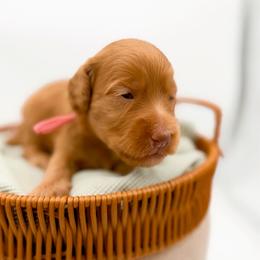 Carmel - Apricot female Goldendoodle puppy in North Carolina from Tuxedo Mountain Doodles