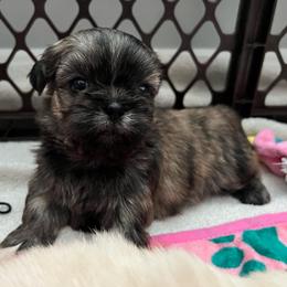 Boy 3 - Brindle male Shih Tzu puppy in Silver Spring, Maryland from Saraya’s Shih Tzus