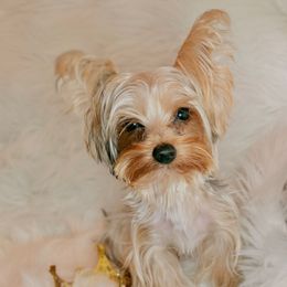Berry - Blue and gold male Yorkshire Terrier puppy in Houston, Texas from York-Chi House