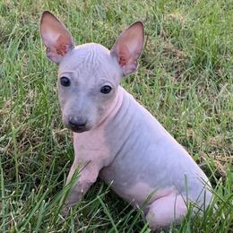 American Hairless Terriers from Esomé Kennels