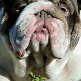 French Bulldogs from Bulldog Animal Kids