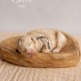 Carrot - Cream Goldendoodle puppy in Lusby, Maryland from C&C Goldendoodles