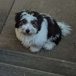 Panda - Black and white Coton de Tulear puppy in Cary, North Carolina from Gil-VTales