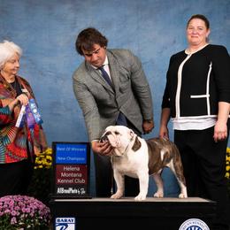 Lady - Bulldog