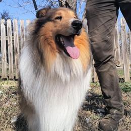 Dreamer - Sable and white male Collie puppy in Nevada, Missouri from Briarwood Collies
