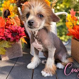 Cowgirl - Black white and tan female Chinese Crested puppy in Crook, Colorado from Colorado Cresteds