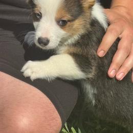 Faith - Black and tan female American Corgi puppy in Orangevale, California from Corgis of the Heart