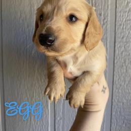 Dachshund Puppies from Long Dog Ranch
