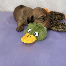 Ducky - Red female Dachshund puppy in Palm Bay, Florida from Anastasia’s Royal Weenies