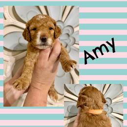 Amy - Red  female Goldendoodle puppy in Chattanooga, Tennessee from Scenic City Doodles