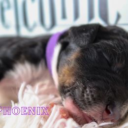 Bernedoodle Puppies from Atomic City Doodles