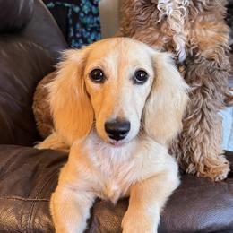 Gnocchi - Dachshund