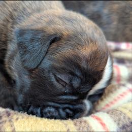 Curtis - Brindle male Boxer puppy in Springfield, Missouri from ReMa Boxers