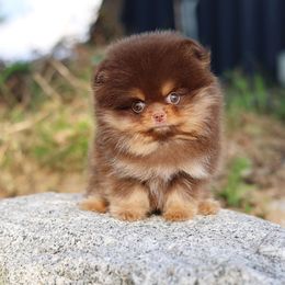 Pomeranian Puppies from Twins Dream Kennel