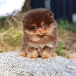 Pomeranian Puppies from Twins Dream Kennel