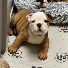 Bulldog Puppies from Tiny Tanks Kennel