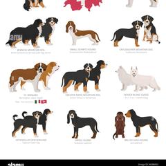 Entlebucher Mountain Dog Puppies from Feather Farm's Entles