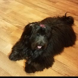 Mattie - Coton de Tulear
