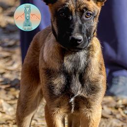 Yellow Collar Female - Fawn female Belgian Malinois puppy in Fredonia, Arizona from Zion Malinois