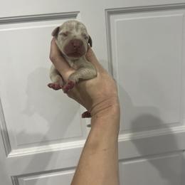 Catherine - Merle female Great Dane puppy in Florida from Beachside Kennels