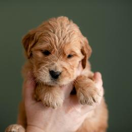 German Shepherd, Goldendoodle, and Golden Retriever Puppies from Silver Pines Pups