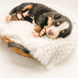 Boone - Black rust and white male Bernese Mountain Dog puppy in Hudson, Indiana from TurkeyCreek-K9