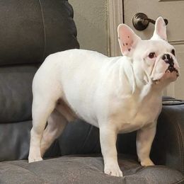 French Bulldog and Neapolitan Mastiff All Grown Up from Unique Uprisings