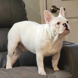 French Bulldog and Neapolitan Mastiff All Grown Up from Unique Uprisings