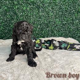 Brown boy - Black male Bernedoodle puppy in Modesto, California from Two Doods Doodles