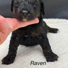 RAVEN - Brindle female Poodle puppy in Wheatland, California from Sapphire Ridge Poodles