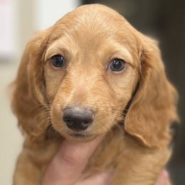 Dachshunds from BeZe Weenies