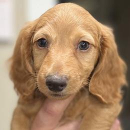 Dachshunds from BeZe Weenies