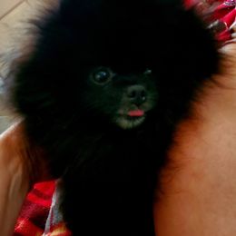 Pomeranian All Grown Up from Andrea's Pomeranians