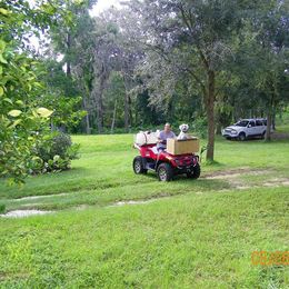 Poodle Puppies from Magnificent Standards