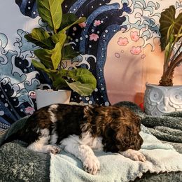 Poodle Puppies from Pantheon Poodles