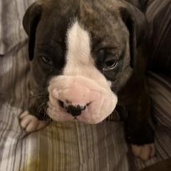 Bruiser - Brindle male Boxer puppy in Hattiesburg, Mississippi from Sisco Boxers Tennessee