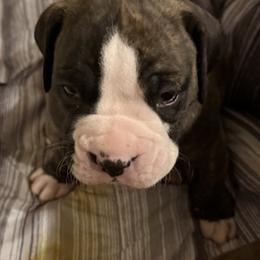 Bruiser - Brindle male Boxer puppy in Hattiesburg, Mississippi from Sisco Boxers Tennessee