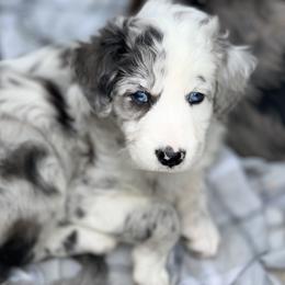 Aussiedoodle and Australian Shepherd Puppies from Young Gun Aussies