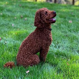 Rusty - Poodle