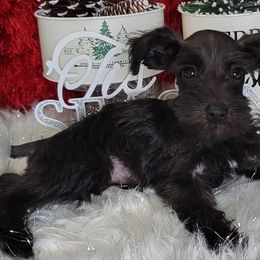 Oynx (Blue Collar) - Miniature Schnauzer puppy in Titusville, Florida from Alysha's Grandbabies