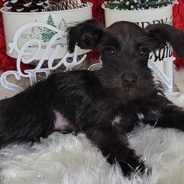 Oynx (Blue Collar) - Miniature Schnauzer puppy in Titusville, Florida from Alysha's Grandbabies