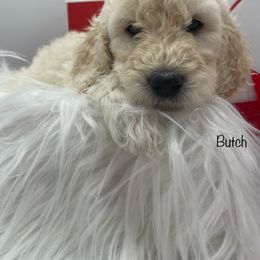 Goldendoodle, Labradoodle, Poodle, and Sheepadoodle Puppies from Osage Puppies
