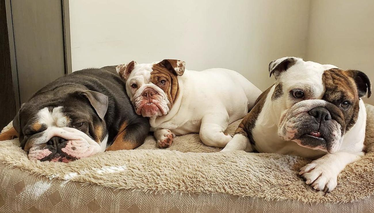 Bayside Bullies in Maryland | Bulldog puppies | Good Dog