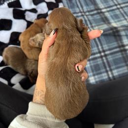 Forest - Chocolate and tan male Dachshund puppy in Camdenton, Missouri from Camden Line Dachshunds