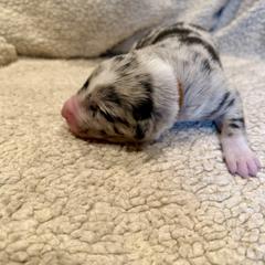 Tan collar - Blue merle male Australian Koolie puppy in West Richland, Washington from KittyHawkKoolies