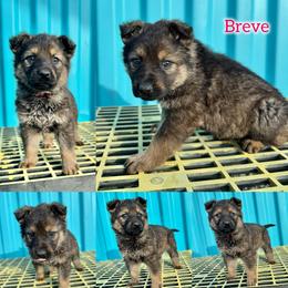 Breve - Girl 2 - Sable female German Shepherd puppy in Oakley, California from Von Guadachi German Shepherds & Audacity Border Collies